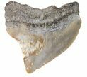 Fossil Squalicorax (Crow Shark) Tooth - Texas #42974-1
